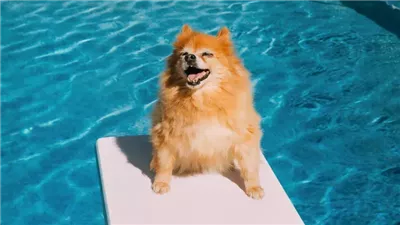 Heat Exhaustion in Dogs