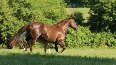 Recognizing a Healthy Horse