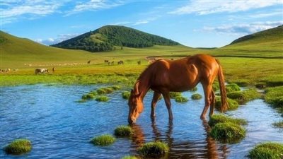 Equine Grass Sickness