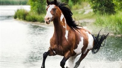 A Willing Trot in Showmanship