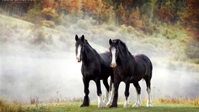 How to Protect Your Horse from Ulcers