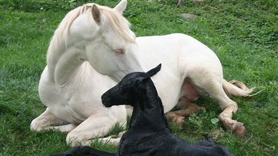 How to Use Slow Feeders Correctly