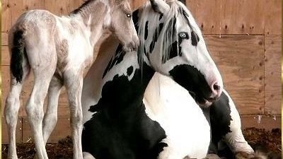 Colostrum - An Exceptional Superfood for Animals and Humans!