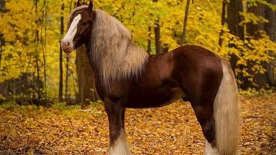 Understanding Equine Colic
