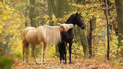 Relationship between Resting and Recovery Heart Rate in Horses