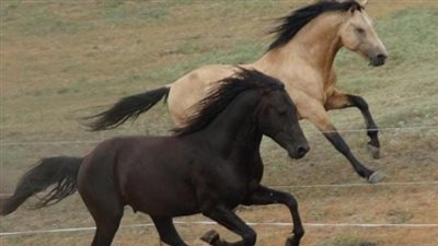 What To Do About Equine Enteroliths