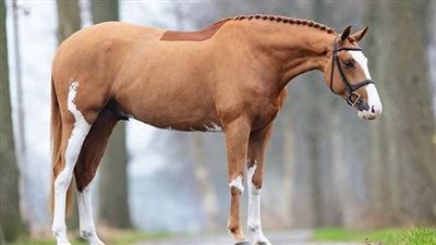 Subtle horse behaviour: learn to read what they are trying to say