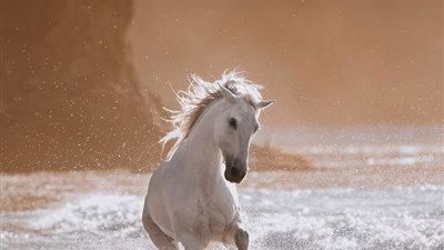 Fence Planning for Horses