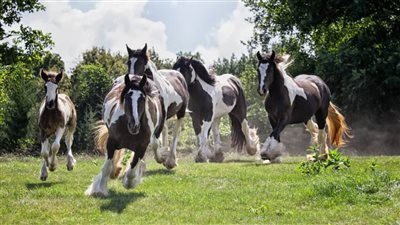 Are Camels Faster Than Horses?