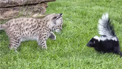 What to Do if Your Cat Is Sprayed by a Skunk
