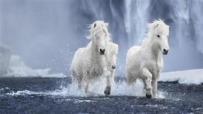 Rain Rot in Horses