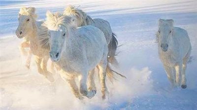 Transitioning Horses to Spring Grazing