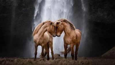 West Nile Encephalitis in Horses
