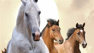 Decoding Dewormers: Types, Resistance Concerns, and Use for Horses