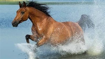 Horse Farm Design: An Agricultural Engineering Approach
