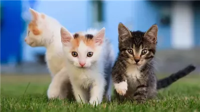 Chlamydia in Cats