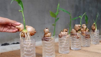 How to Plant and Grow Ginger in Your Home Garden