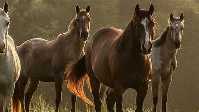 Filth Fly Control on Horse Farms