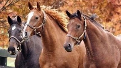 Creating the Right Mix: Understanding Nutrients in a Horse's Diet