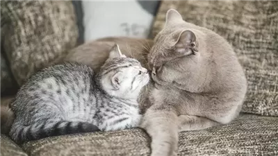 Leptospirosis in Cats