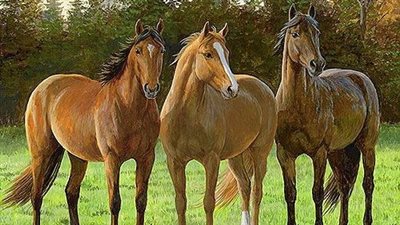 Hay Feeders and the Potential to Reduce Hay Waste