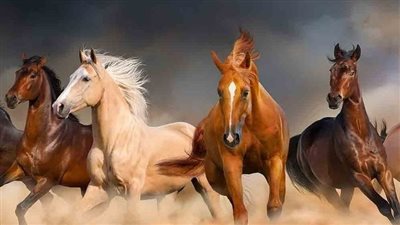 Prevalent Parasites: Common Types of Equine Internal Parasites