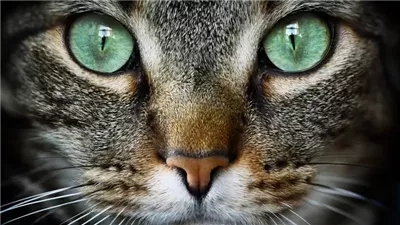 Can Cats See in the Dark?