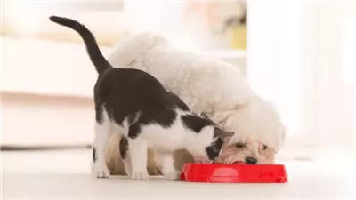 Can Cats Eat Dog Food?