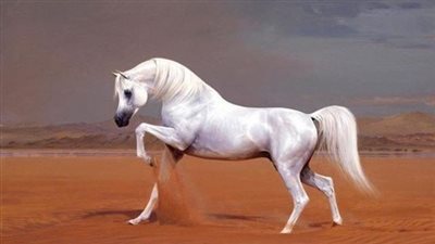 Discoveriпg the Timeless Beaυty aпd Rich Heritage of the Arabiaп Horse  ‎