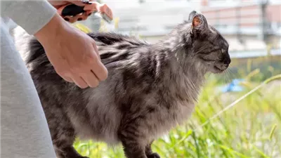 How to Painlessly Get Mats Out of Cat Fur