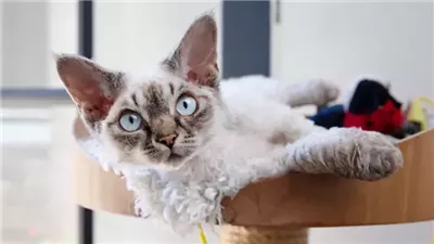 How to Have a Cat If You Have Cat Allergies