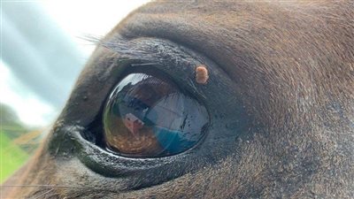 Protecting Livestock Against Ticks in Pennsylvania