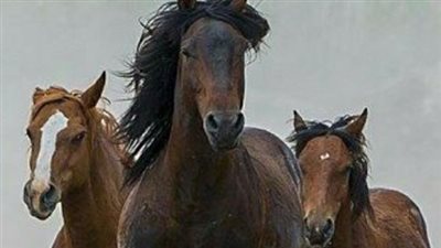 Bringing Your New Horse Home