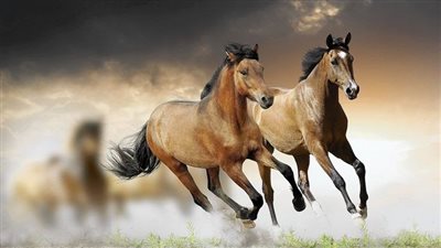 Landscaping with Native Plants on Horse Farms