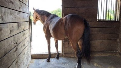 Protecting Horses From Horse and Deer Fly Bites