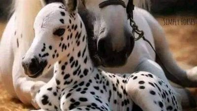 tips for your first beach ride – plus introducing your horse to the water