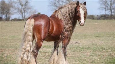 Stallion Housing Affects Welfare