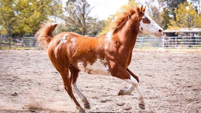 Regenerative Therapies in Equine Musculoskeletal Disease