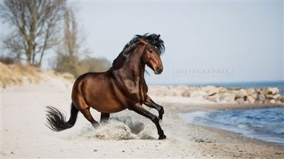 Your Horse’s Dental Checkup