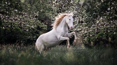 Does My Horse Need Electrolytes in Winter?