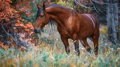 Fall Leaves - Are They Toxic to Horses?