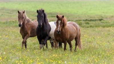 Feeding to the Horse’s Body Condition