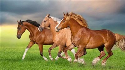 Caring for the Equine Elder