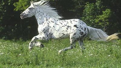 Iron in the Equine Diet