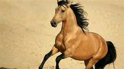 Help to Extend Your Horse Hay Supply