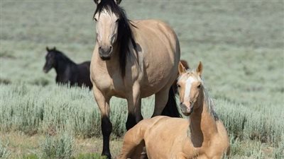 Equine Obesity and Cardiovascular Changes