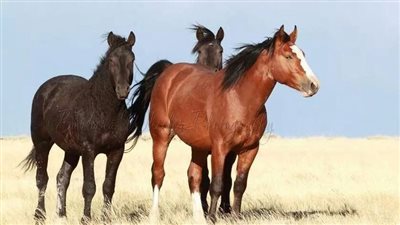 Finding the Hoof Care Balance - Top Tips & Myth Busters