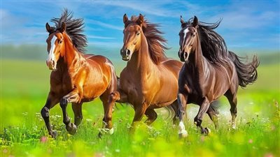 Myth: A Shiny Horse is a Healthy Horse
