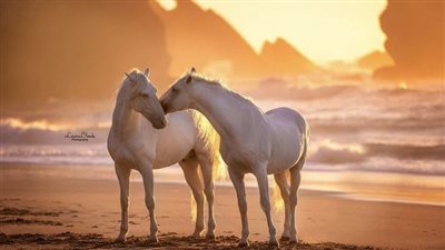Low Starch Diets_Manage Carbohydrates to Your Horse's Best Advantage
