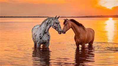 Winter Water for Horses